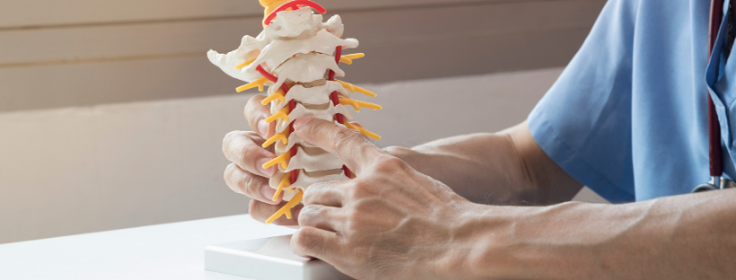 Chiropractor- Chiropractic care-doctor pointing at vertebrae model